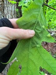 Callirhytis quercusfutilis