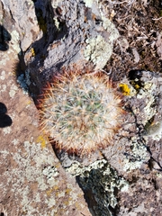 Pediocactus simpsonii