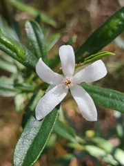 Philotheca myoporoides