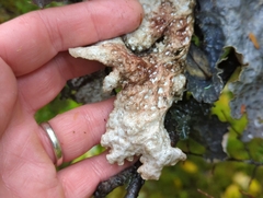 Lobariaceae