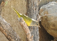 Geothlypis tolmiei