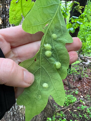 Callirhytis quercusfutilis