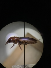 Harpalus erraticus