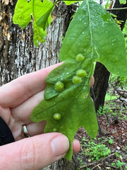 Callirhytis quercusfutilis