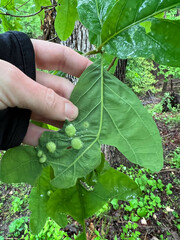 Callirhytis quercusfutilis