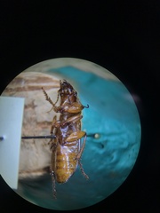 Harpalus erraticus
