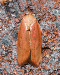 Ptyoptila matutinella