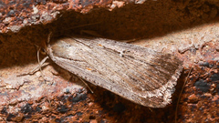 Tathorhynchus fallax