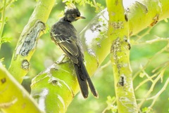 Phainopepla nitens