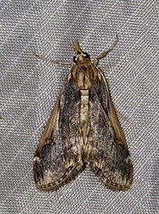 Loxostege albiceralis