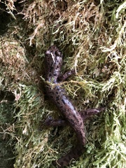 Dicamptodon tenebrosus