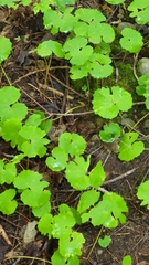 Sanguinaria canadensis
