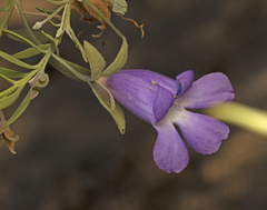 Eremophila gilesii