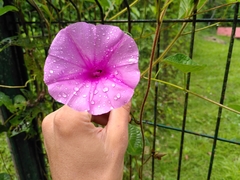 Ipomoea setifera