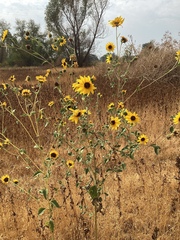 Helianthus bolanderi