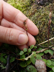 Acianthus sinclairii