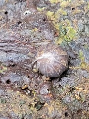 Armadillidiidae