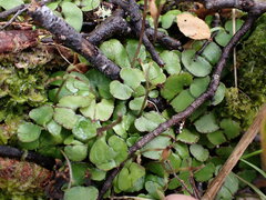 Acianthus sinclairii