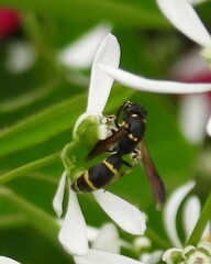 Symmorphus canadensis