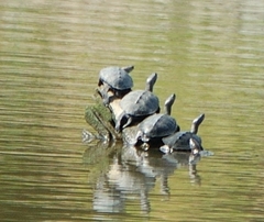 Malaclemys terrapin