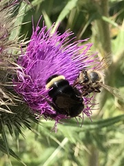 Bombus vosnesenskii