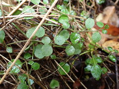 Lobelia angulata