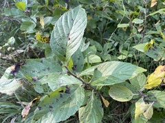 Rhamnus alnifolia