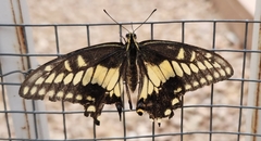 Papilio polyxenes rudkini