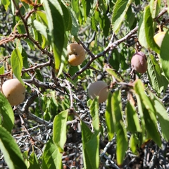 Prunus domestica