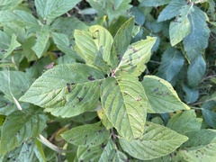 Rhamnus alnifolia