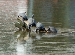 Malaclemys terrapin
