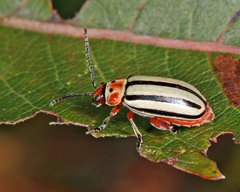 Disonycha alternata