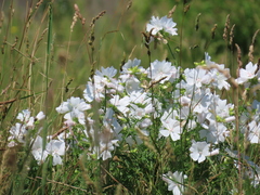 Malva moschata