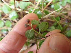 Lobelia angulata