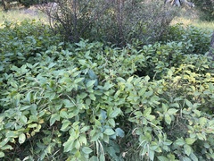 Rhamnus alnifolia