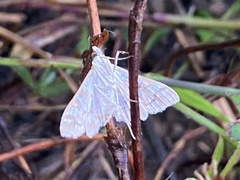 Epipagis fenestralis