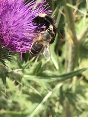 Bombus vosnesenskii