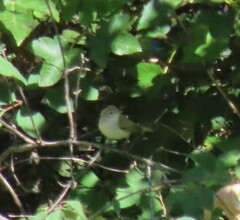 Phylloscopus bonelli