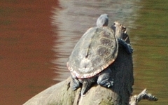 Malaclemys terrapin