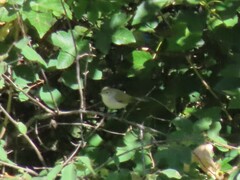 Phylloscopus bonelli
