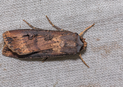 Agrotis ipsilon