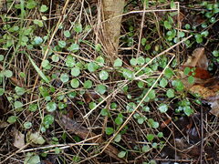 Lobelia angulata