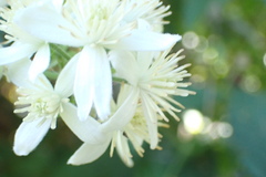 Clematis