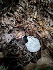 Entoloma abortivum