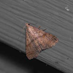 Bleptina caradrinalis