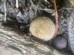 Scleroderma