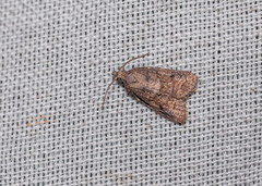 Platynota idaeusalis