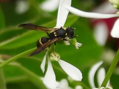 Symmorphus canadensis