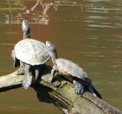 Malaclemys terrapin