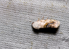 Ponometia erastrioides